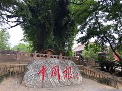 -大槐树寻根祭祖园