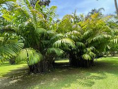 -中国科学院西双版纳热带植物园