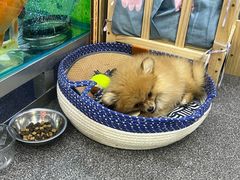 -老姐石板烧烤+铜炭火锅(总店)