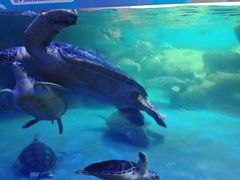 -海合安成都极地海洋公园