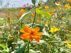 -七的湖·晚芳亭·阳澄湖农家菜·大闸蟹(莲花岛店)