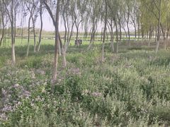 -西青郊野公园