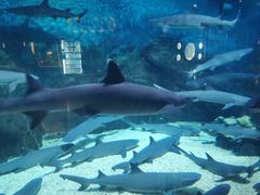 -烟台海昌鲸鲨海洋公园