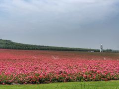 -南京枫彩漫城