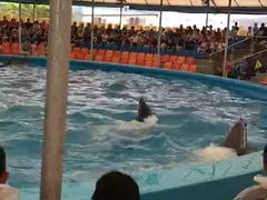 -尼莫海豚馆