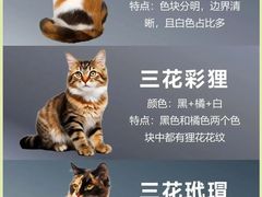 -安安宠医·臻爱宠物医院·宠保定点(营门口路分院)