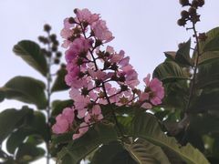 -邱大妈水煮(龙山店)