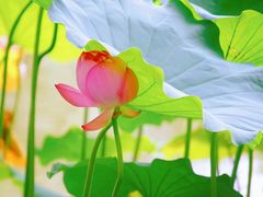 -陈家山荷花公园