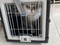 -瑞鹏宠物医院·猫科·宠保定点(梅溪湖分院)