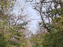 -金龙寺国家森林公园