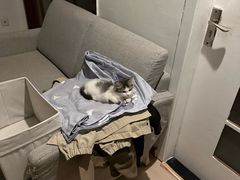 -中农国际动物医院24小时·猫科·骨科·急重症中心