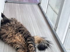 -藏猫猫咖啡主题馆(中央大道店)