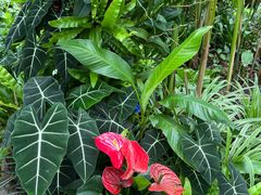-中国科学院西双版纳热带植物园