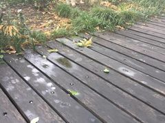 -翊宠yipet猫狗购宠庄园犬舍•猫舍