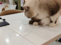 -喵园·猫主题咖啡厅·撸猫·猫咖(国贸店)