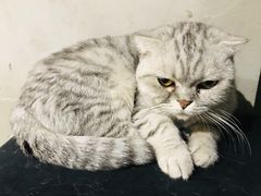 -浣熊柯尔鸭土拨鼠·电玩咖