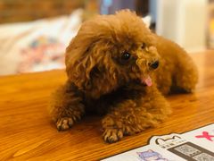 -more than meow吴止猫主题餐厅(承德 中船汇店)