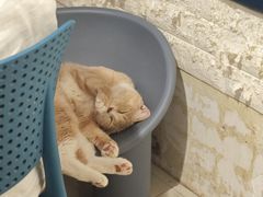 -平行世界·猫咖(首经贸店)