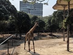 -深圳野生动物园