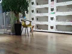 -东方名猫馆·英短金渐层布偶猫舍(环线广场1号楼店)