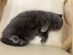 -鼓捣猫呢主题猫咖店