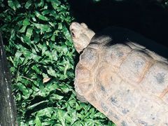 -清迈夜间动物园