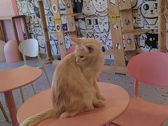 -喵匠猫主题咖啡(凯德和平广场店)