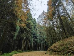 -山王坪喀斯特国家生态公园
