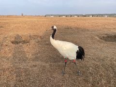 -盐城丹顶鹤湿地生态旅游区