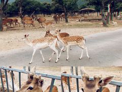 -西安秦岭野生动物园
