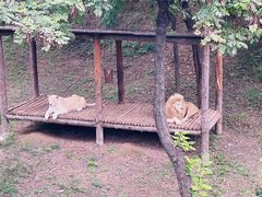 -石家庄市动物园