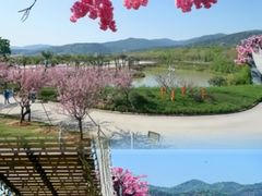 -天适樱花悠乐园