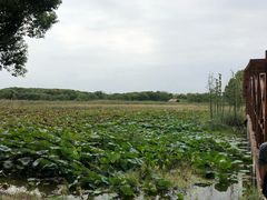 -同里国家湿地公园
