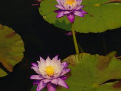 -云溪植物园