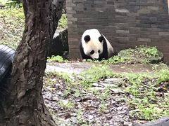 -都江堰中华大熊猫苑