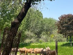 景点-北京野生动物园