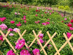 -黑龙江省森林植物园