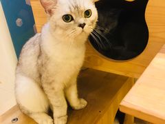 -more than meow吴止猫主题餐厅(承德 中船汇店)