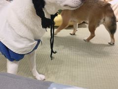-逗柴咖啡屋·狗咖猫咖宠物桌游