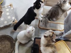 -Heymao猫咖.咖啡厅(东门店)