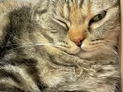 -猫儿山۰猫主题餐厅