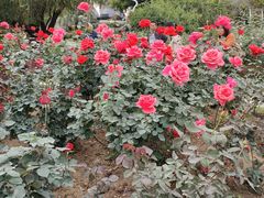 -人民公园(罗湖区)