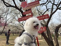 -香雪海