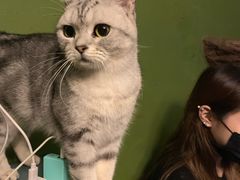 -猫猫幼稚园·撸猫·桌游·电玩