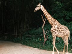 -广州长隆野生动物世界