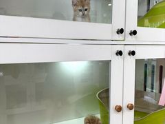 -青奢宠物·青奢猫舍