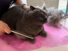 -北京观赏动物医院·24小时大型综合·猫专科·异宠专科