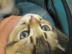 -天宠宠物医院24小时·急重症诊疗中心·全科·腔镜特色(和平分院)