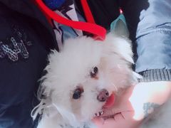 -芭比堂宠物医院·全科爱猫医院·仁德分院