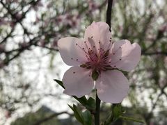 -观桥阁(锦溪店)